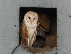 5 Burung Malam Paling Unik dengan Adaptasi Luar Biasa! 5 Burung Malam Paling Unik dengan Adaptasi Luar Biasa!