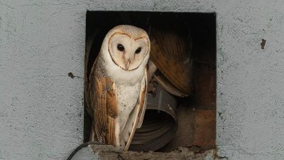 5 Burung Malam Paling Unik dengan Adaptasi Luar Biasa!