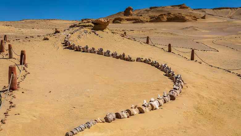 Whale Fossils with Legs Uncover Evolutionary Mystery in Egypt’s Desert