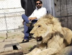 Punjab Bans Private Big Cat Ownership and Sterilization Craze