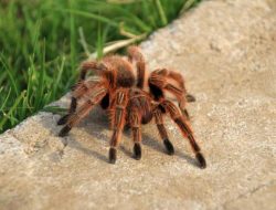 BBC researcher confirms tarantulas live in these UK regions
