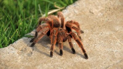 BBC researcher confirms tarantulas live in these UK regions