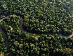 18 EU Nations Demand Simplification of Deforestation Law
