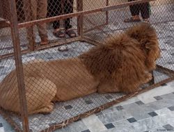 Pakistan: Authorities Recover 18 Lions Kept as Pets Pakistan: Authorities Recover 18 Lions Kept as Pets