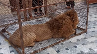 Pakistan: Authorities Recover 18 Lions Kept as Pets