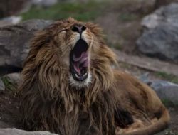 Punjab Bans Sale and Sterilization of Private Big Cats