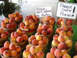 Peaches Take Center Stage at Fort Worth’s 6 Best Food and Drink Events This Week