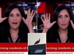 BBC Presenter Maryam Moshiri’s Live Peacock Mishap