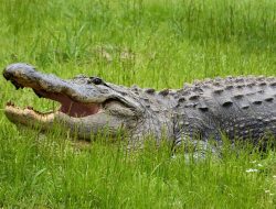 5 Reptil Unik Amerika Serikat, Mulai dari Ular hingga Kura-kura! 5 Reptil Unik Amerika Serikat, Mulai dari Ular hingga Kura-kura!