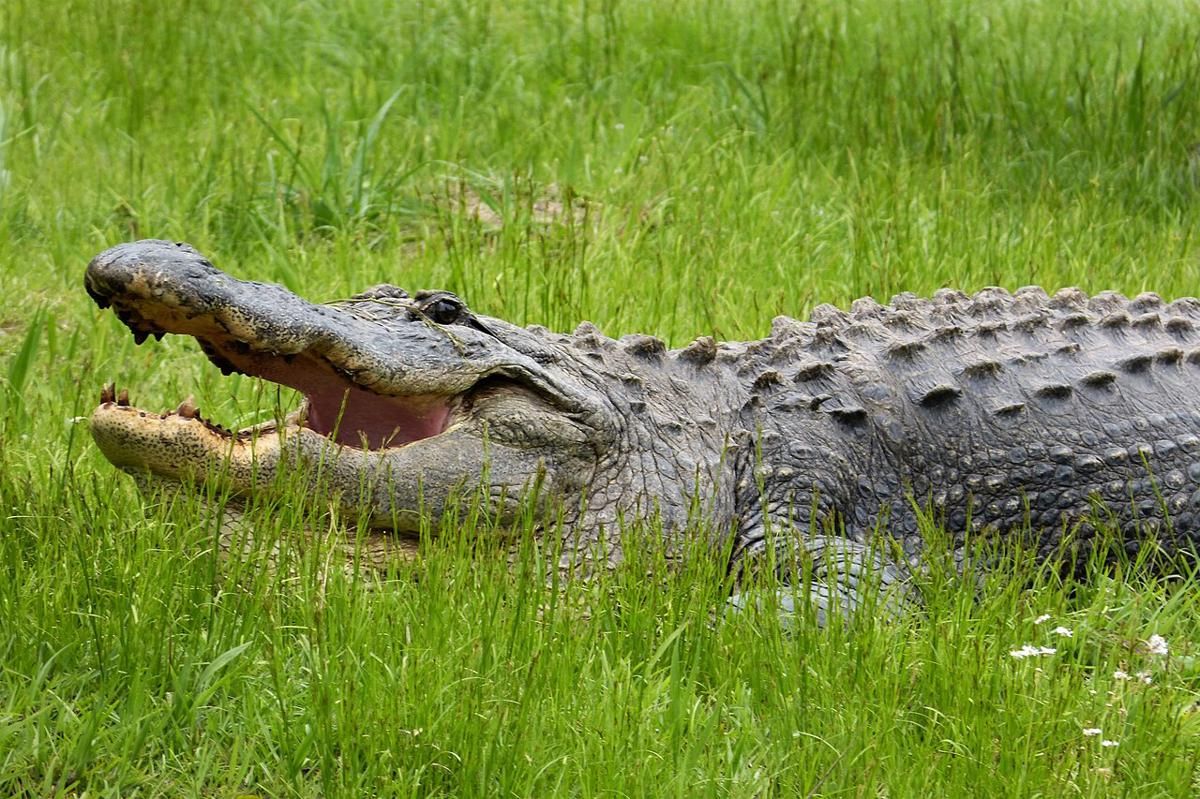 5 Reptil Unik Amerika Serikat, Mulai dari Ular hingga Kura-kura!