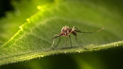 Mengapa Gigitan Nyamuk Terasa Gatal? Ini Fakta Sebenarnya!