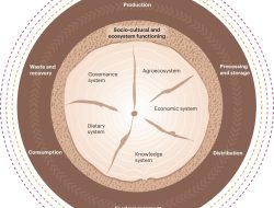 Mangrove Metaphor: Nature’s Blueprint for Sustainable Food Systems Mangrove Metaphor: Nature’s Blueprint for Sustainable Food Systems