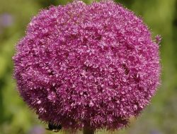 8 Fakta Menarik tentang Allium yang Jarang Diketahui
