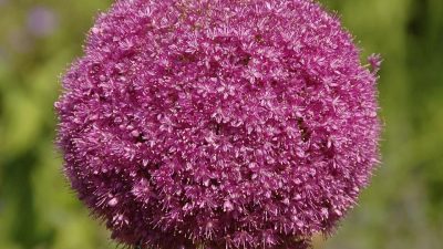 8 Fakta Menarik tentang Allium yang Jarang Diketahui
