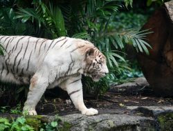 6 Mamalia Albino Langka yang Menakjubkan, Termasuk Harimau Putih! 6 Mamalia Albino Langka yang Menakjubkan, Termasuk Harimau Putih!