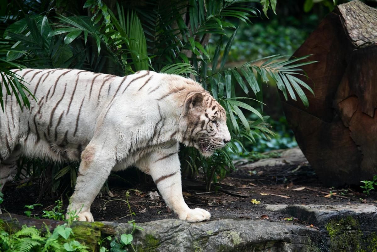 6 Mamalia Albino Langka yang Menakjubkan, Termasuk Harimau Putih!