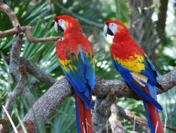 7 Fakta Menarik tentang Scarlet Macaw, Burung Beo yang Bisa Meniru Suara Manusia 7 Fakta Menarik tentang Scarlet Macaw, Burung Beo yang Bisa Meniru Suara Manusia