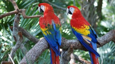 7 Fakta Menarik tentang Scarlet Macaw, Burung Beo yang Bisa Meniru Suara Manusia