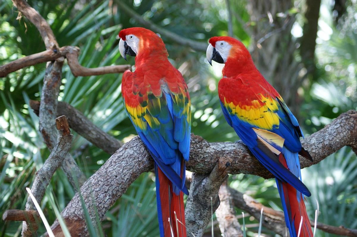 7 Fakta Menarik tentang Scarlet Macaw, Burung Beo yang Bisa Meniru Suara Manusia