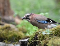 5 Fakta Menarik Eurasian Jay, Burung Pintar Pengawal Hutan