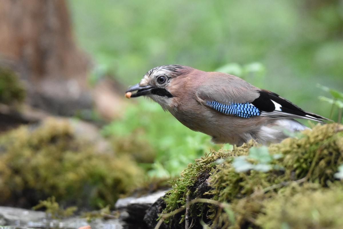 5 Fakta Menarik Eurasian Jay, Burung Pintar Pengawal Hutan