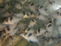 6 Fakta Menarik Lele Cory, Spesies Amazon yang Mampu Mengalahkan Piranha 6 Fakta Menarik Lele Cory, Spesies Amazon yang Mampu Mengalahkan Piranha