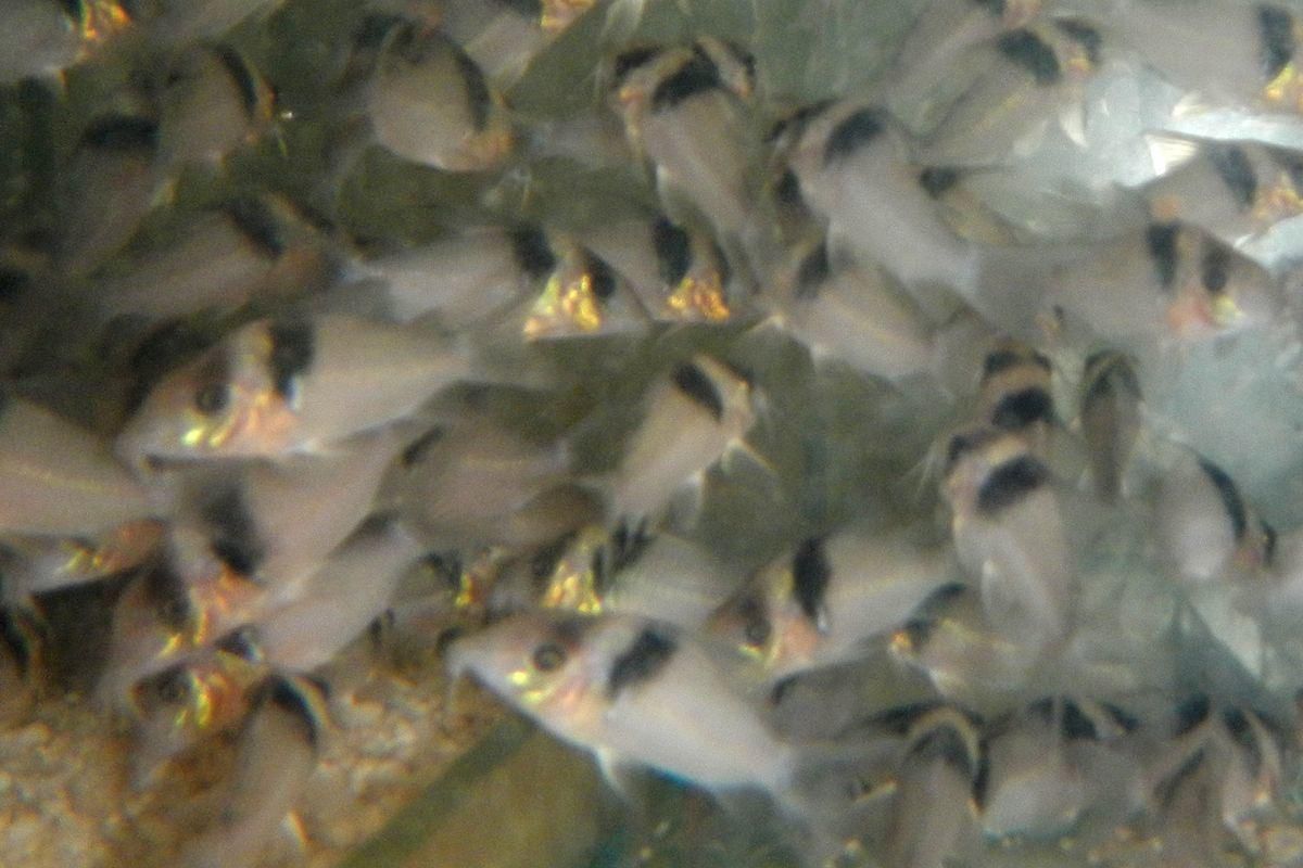 6 Fakta Menarik Lele Cory, Spesies Amazon yang Mampu Mengalahkan Piranha