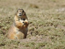 5 Fakta Menarik Anjing Gopher Meksiko, Punya Lengan Kuat! 5 Fakta Menarik Anjing Gopher Meksiko, Punya Lengan Kuat!