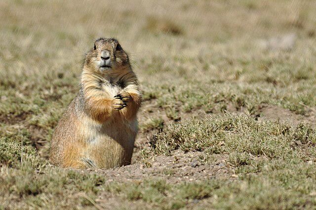 5 Fakta Menarik Anjing Gopher Meksiko, Punya Lengan Kuat!