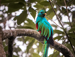 5 Fakta Menarik Burung Quetzal yang Menggugah Jiwa 5 Fakta Menarik Burung Quetzal yang Menggugah Jiwa