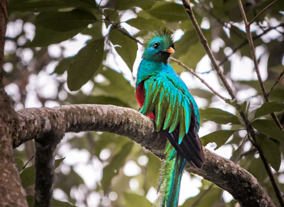 5 Fakta Menarik Burung Quetzal yang Menggugah Jiwa