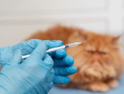 Hati-Hati! 9 Vaksin Kucing Ini Penting untuk Kesehatan Anak Kucing Kesayangan