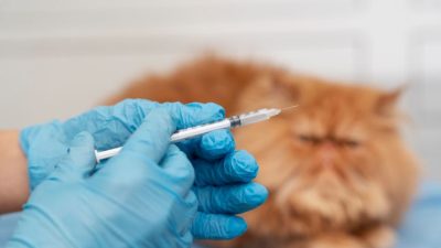Hati-Hati! 9 Vaksin Kucing Ini Penting untuk Kesehatan Anak Kucing Kesayangan