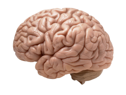 What If Your Brain Had Infinite Storage? The 2025 Memory Revolution