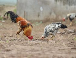 Mengapa Ayam Berkokok Malam-Malam? Ini Penjelasannya Mengapa Ayam Berkokok Malam-Malam? Ini Penjelasannya