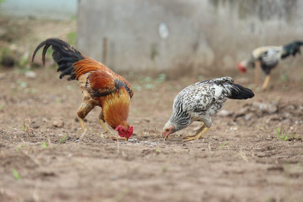 Mengapa Ayam Berkokok Malam-Malam? Ini Penjelasannya