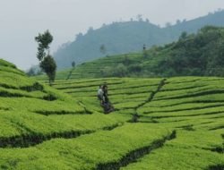 Mengunjungi Kebun Teh Bandung: Sukawana hingga Rancabali Mengunjungi Kebun Teh Bandung: Sukawana hingga Rancabali