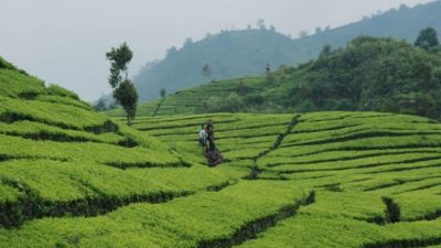Mengunjungi Kebun Teh Bandung: Sukawana hingga Rancabali