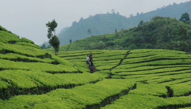 Mengunjungi Kebun Teh Bandung: Sukawana hingga Rancabali