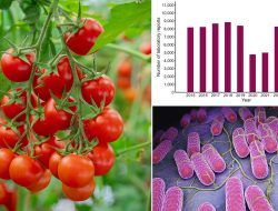 Tomato Alert: Salad Staple Tied to Hospital-Linked Infection Tomato Alert: Salad Staple Tied to Hospital-Linked Infection
