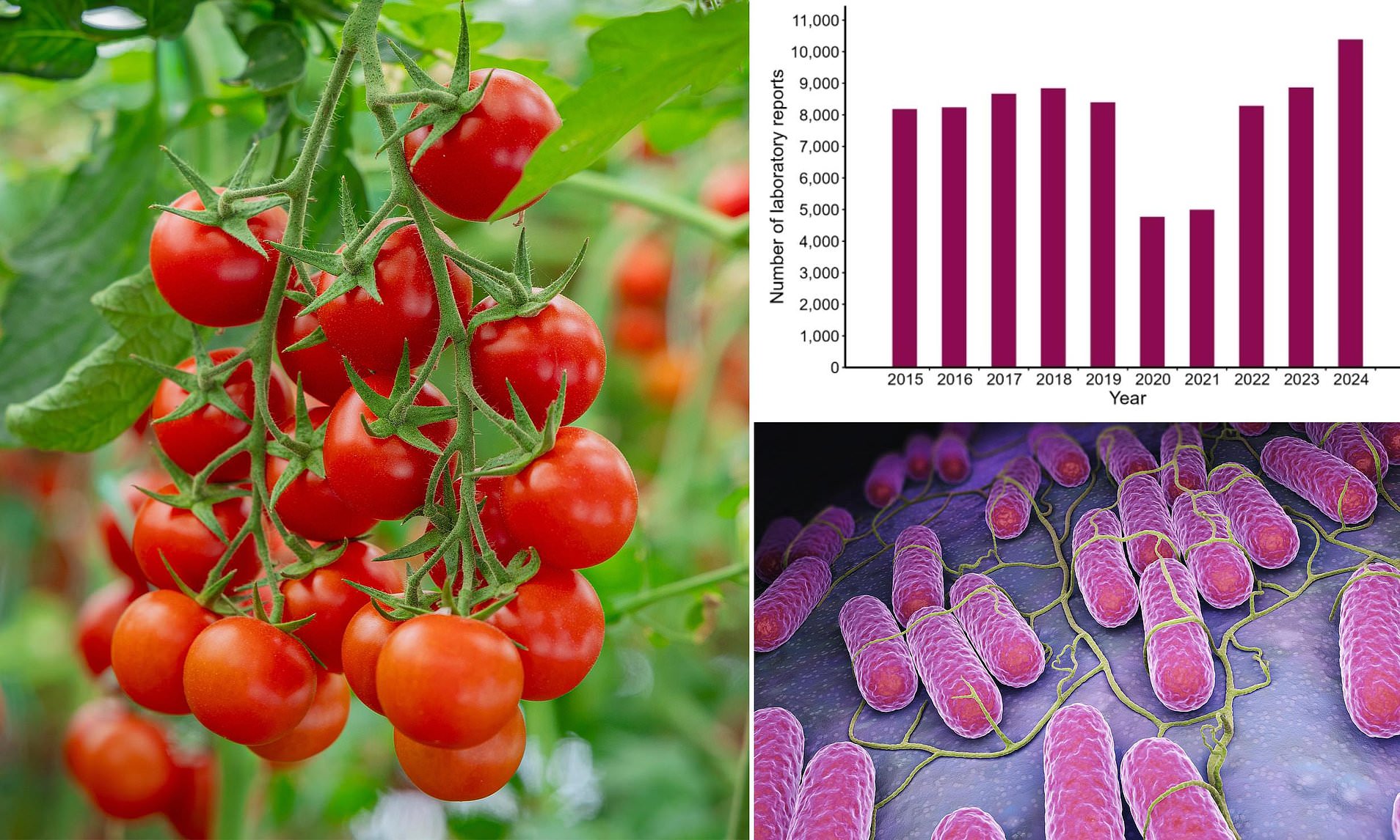 Tomato Alert: Salad Staple Tied to Hospital-Linked Infection