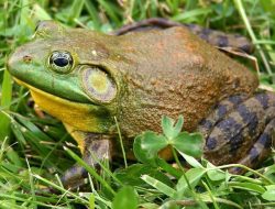 7 Fakta Menarik Katak Lembu Amerika, Raksasa dan Kanibal!
