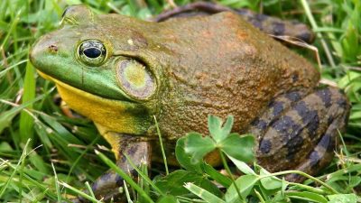 7 Fakta Menarik Katak Lembu Amerika, Raksasa dan Kanibal!