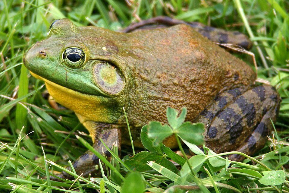 7 Fakta Menarik Katak Lembu Amerika, Raksasa dan Kanibal!