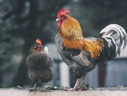 4 Fakta Mengejutkan Tentang Ingatan Ayam yang Sangat Cerdas