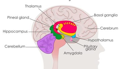 Why do some autistic people walk differently?