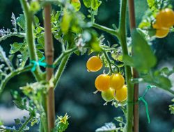 Couple Turns Gardening Passion into Fruit Tree Venture Couple Turns Gardening Passion into Fruit Tree Venture