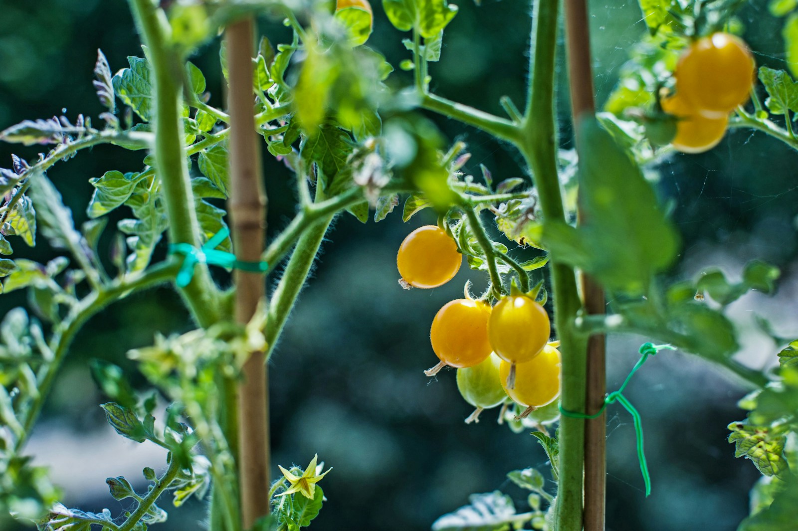 Couple Turns Gardening Passion into Fruit Tree Venture