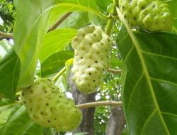 7 Manfaat Luar Biasa Mengkudu untuk Kesehatan