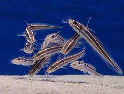 5 Fakta Ilmiah Tentang Kumis Ikan Lele, Bukan Hiasan Biasa! 5 Fakta Ilmiah Tentang Kumis Ikan Lele, Bukan Hiasan Biasa!